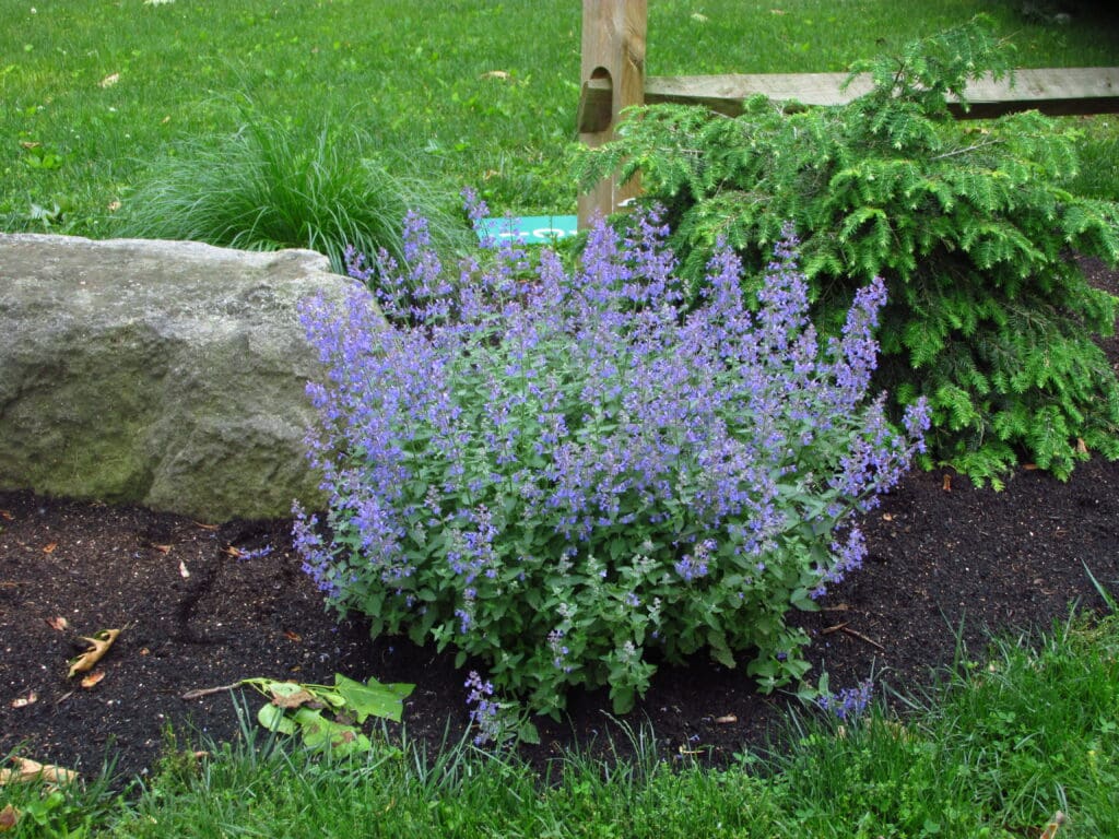 Blue flowers of Junior walker Catmint Perennial Plants for sale near me in Lebanon PA.