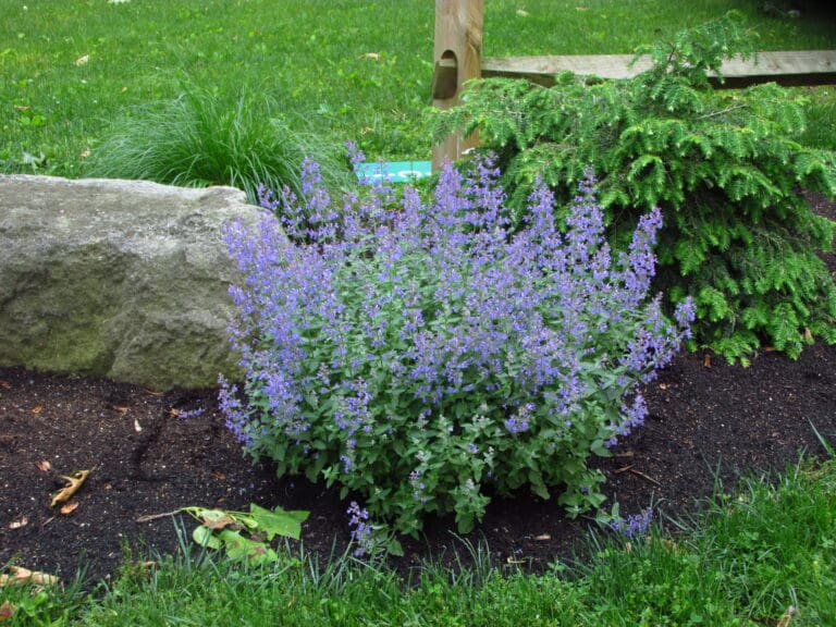 Junior Walker Catmint Plant