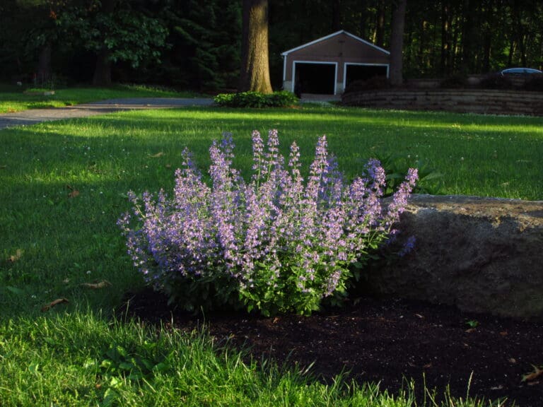 Junior Walker Catmint Plant