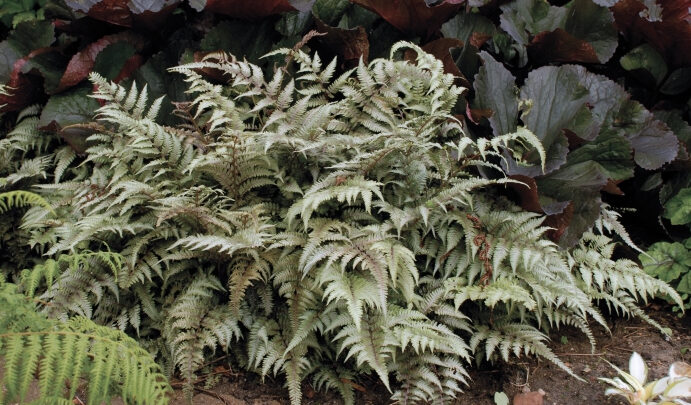 Burgundy-silver foliage of Japanese Painted Fern Plants for sale near me in Lebanon PA.