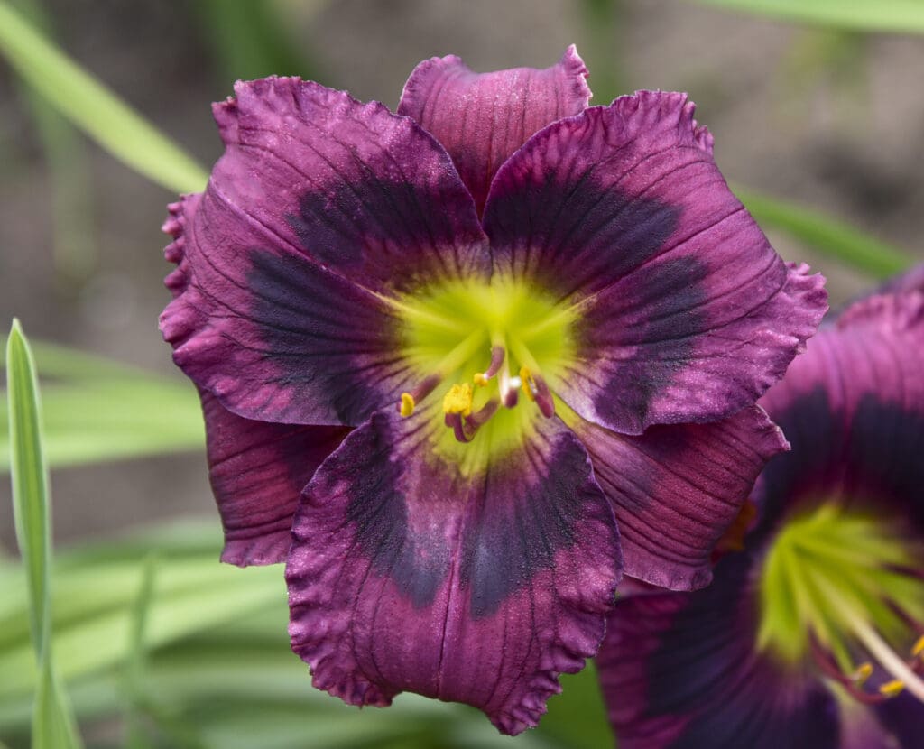 Dark Purple flowers of Kansas Kitten Daylily Plants for sale near me in Lebanon PA.