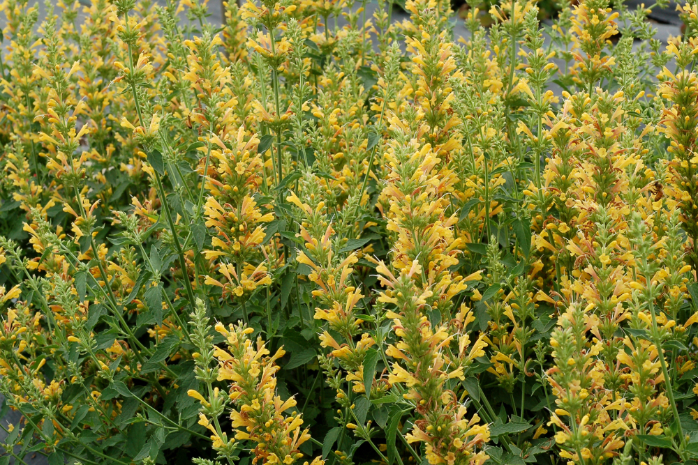 Yellow flowers of Agastache Kudos Yellow Plants for sale near me in Lebanon PA.