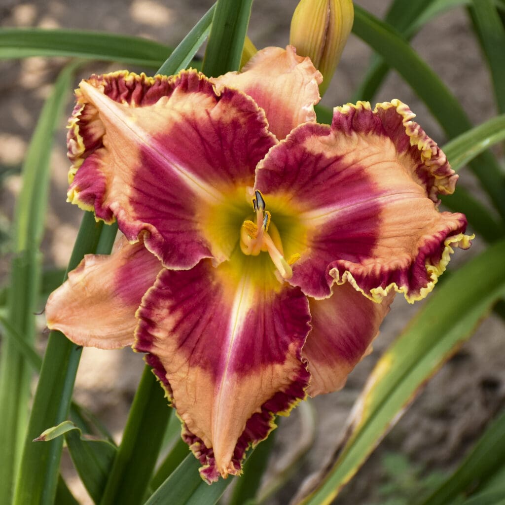Apricot-red flowers of Lake of Fire Daylily Plants for sale near me in Lebanon PA.