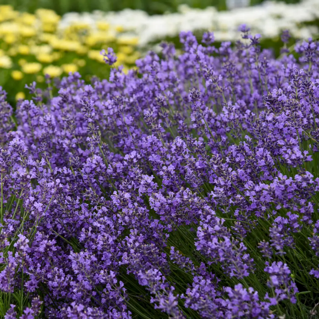 Blue flowers of Munstead English Lavender Plants for sale near me in Lebanon PA.
