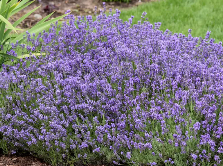 Munstead English Lavender