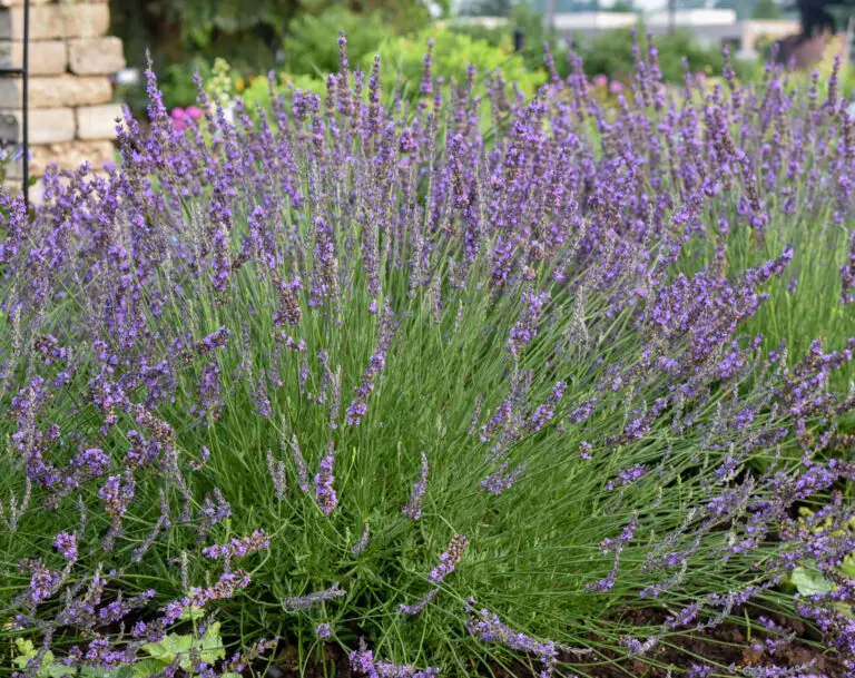 PHENOMENAL® Lavender