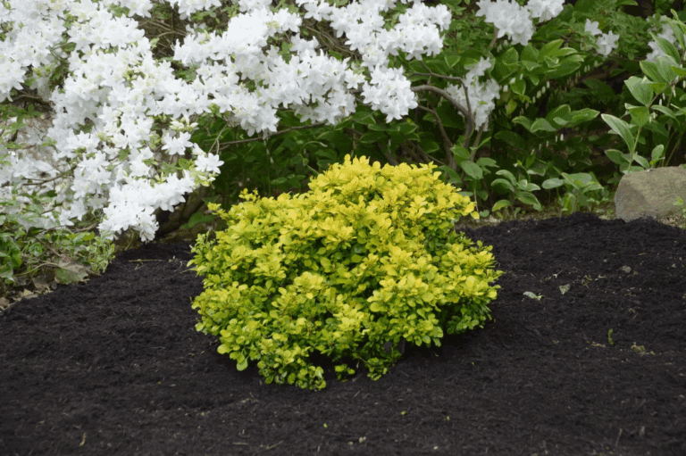 Lemon Glow Barberry Plant