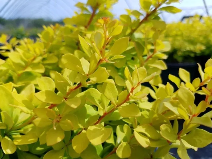 Lemon Glow Barberry Plant
