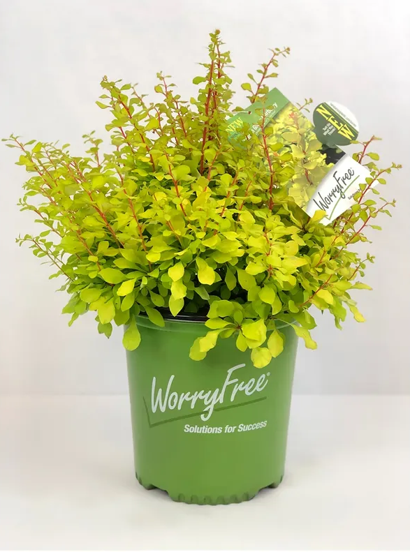 Lemon Glow Barberry Plant