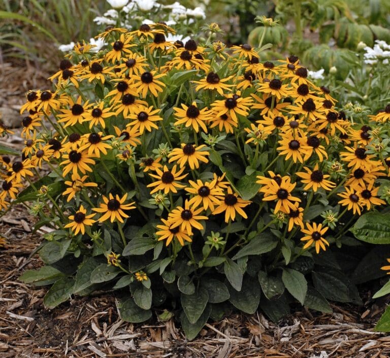 Little Goldstar Rudbeckia Black-eyed Susan Plant