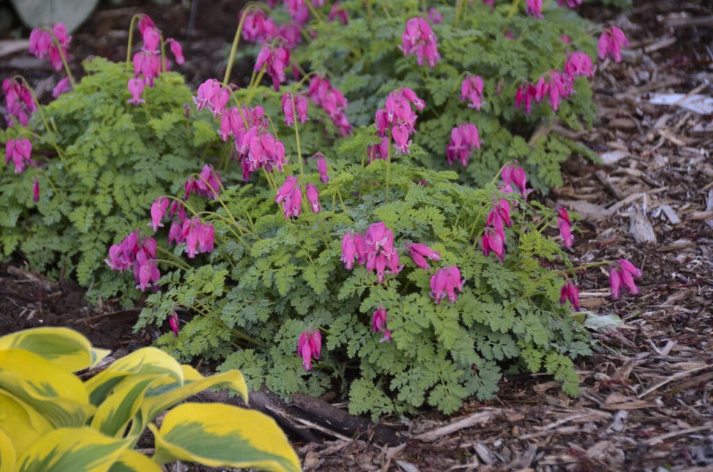 Pink heart-shape flowers of Bleeding Heart Luxuriant Perennial Plants for sale near me in Lebanon PA.