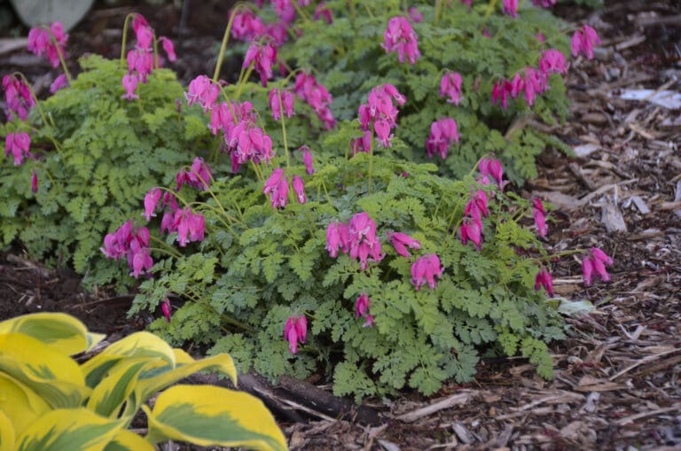 Luxuriant Pink Bleeding Heart Plant
