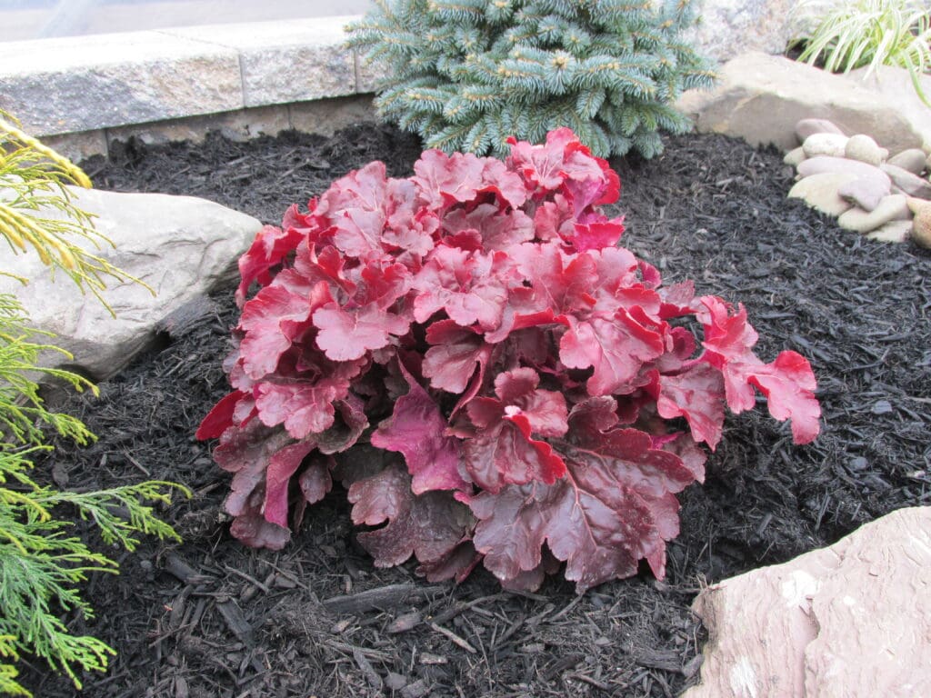 Rich-red foliage of Mahogany Monster coral BellsPlants for sale near me in Lebanon PA.
