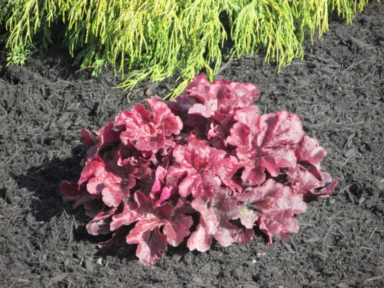 Mahogany Monster Coral Bells plant