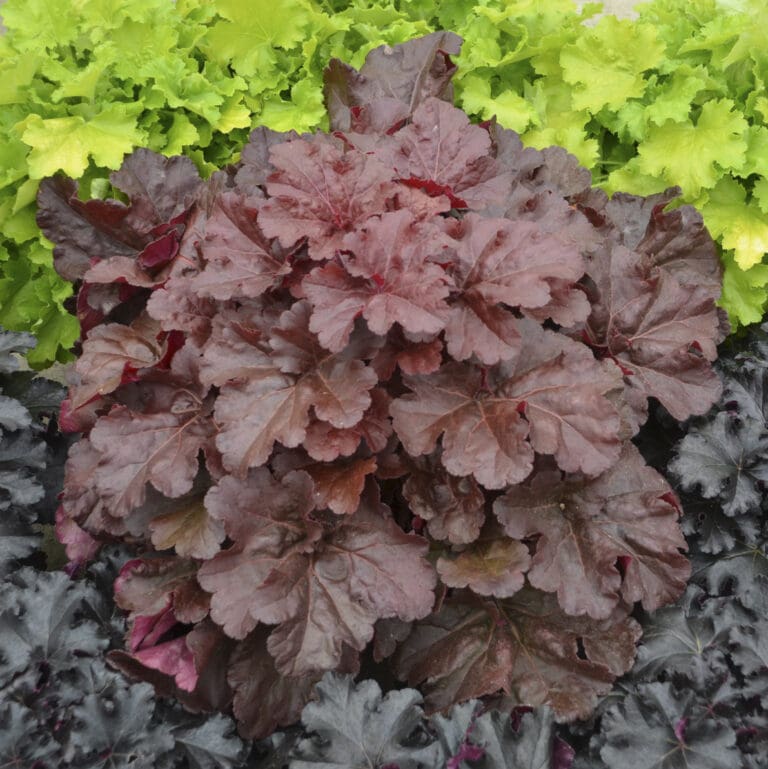 Mahogany Monster Coral Bells plant