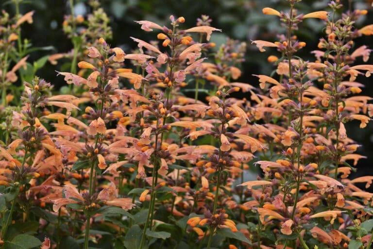 Agastache Mango Tango Hummingbird Mint