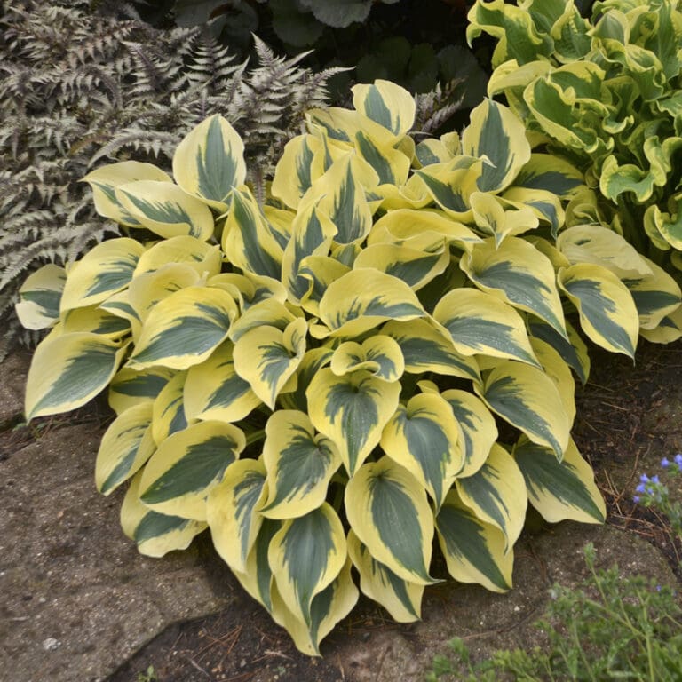 Autumn Frost Medium Hosta