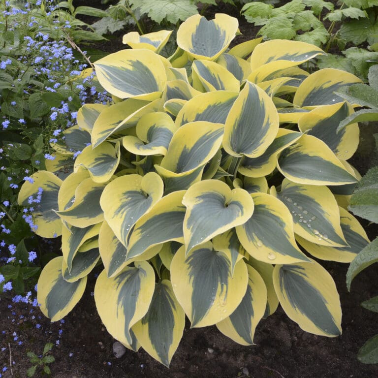 Autumn Frost Medium Hosta