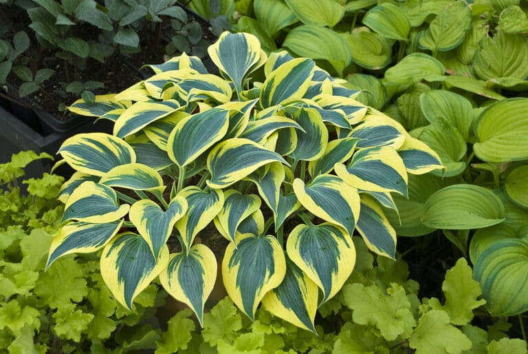 Autumn Frost Medium Hosta
