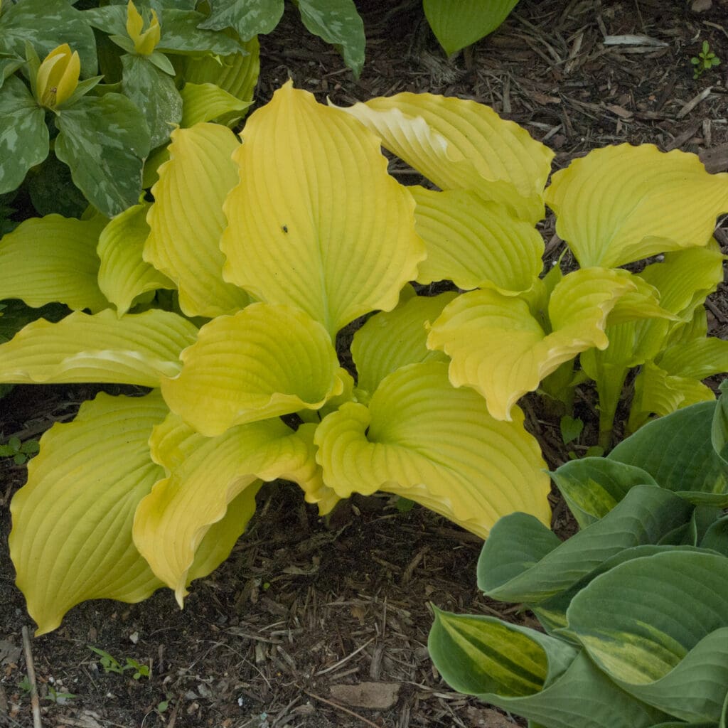 Chartreuse foliage of Dancing Queen Hosta plant for sale in Lebanon PA