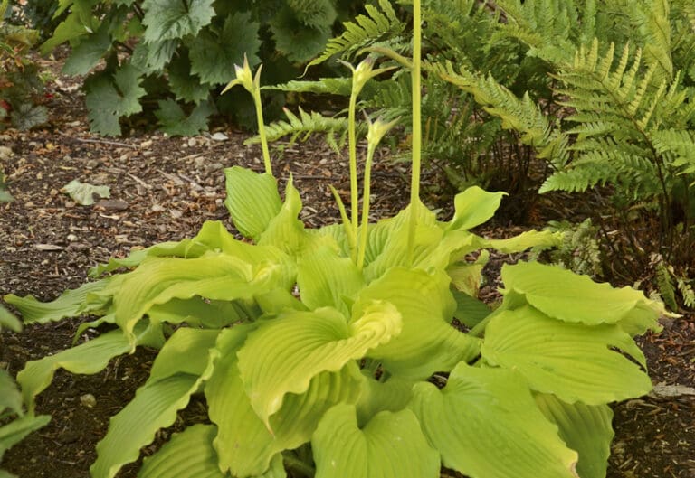 Medium Dancing Queen Hosta