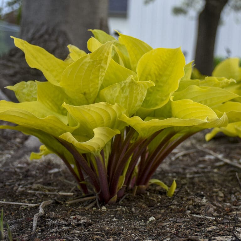 Fire Island Medium Hosta