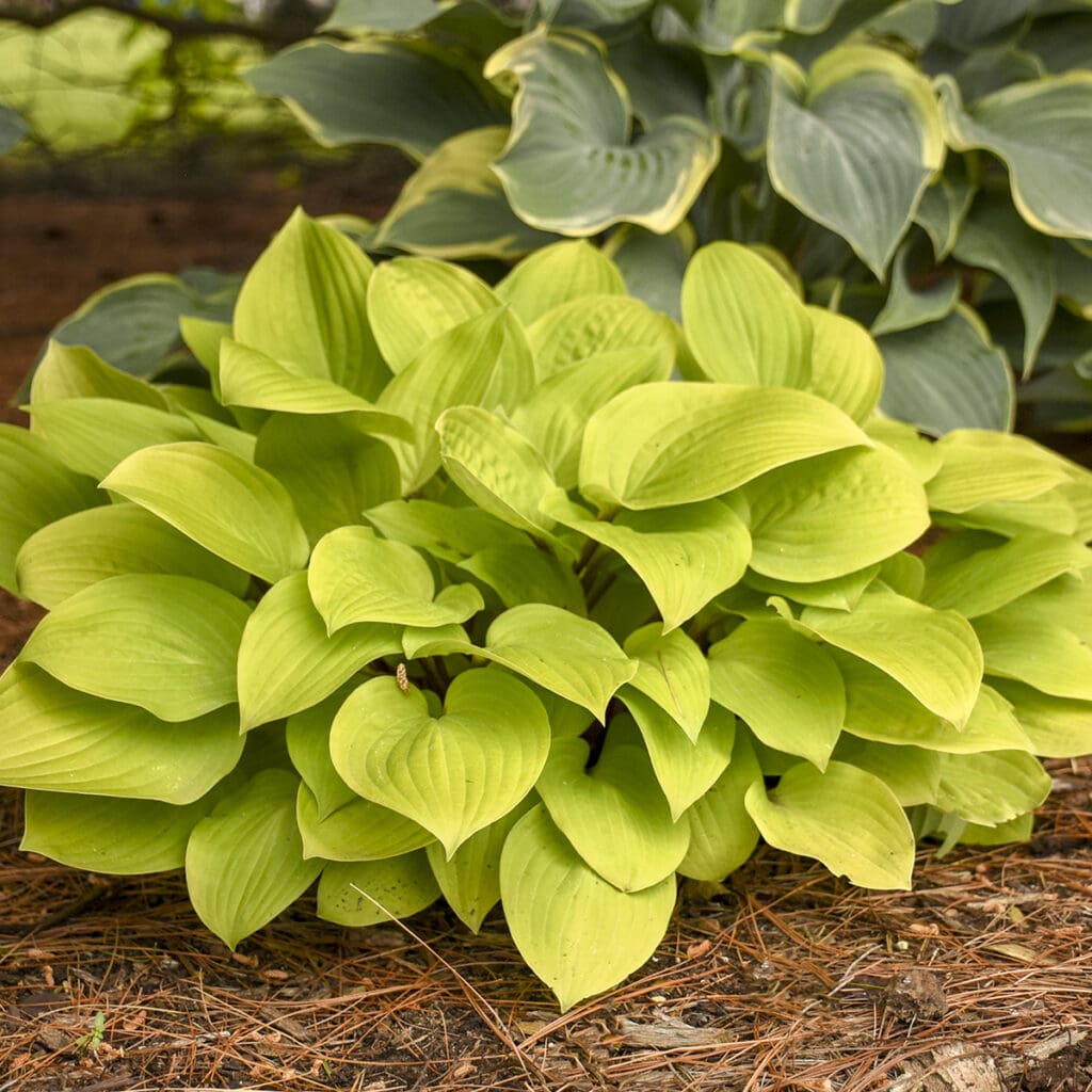 Golden foliage of Fire Island Medium Hosta Plants for sale near me in Lebanon PA.