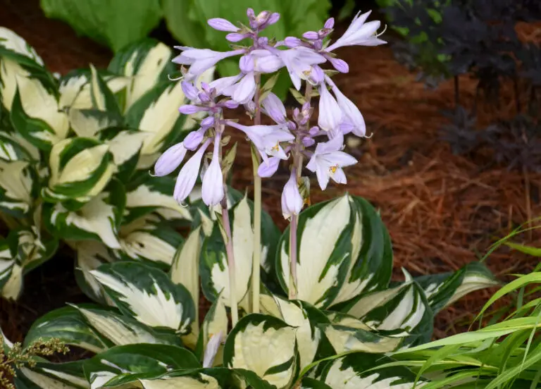 Fire and Ice Medium Hosta