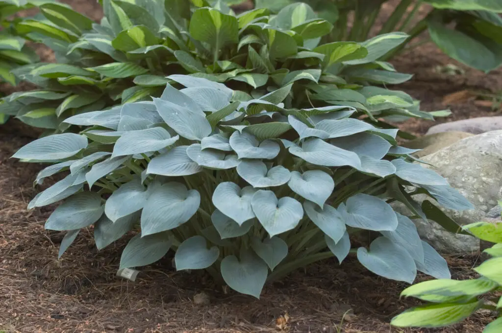 Blue foliage of Halcyon Medium Hosta Plants for sale near me in Lebanon PA.