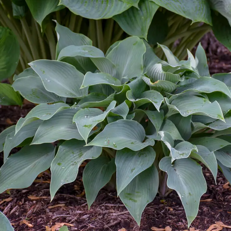 Halcyon Medium Hosta