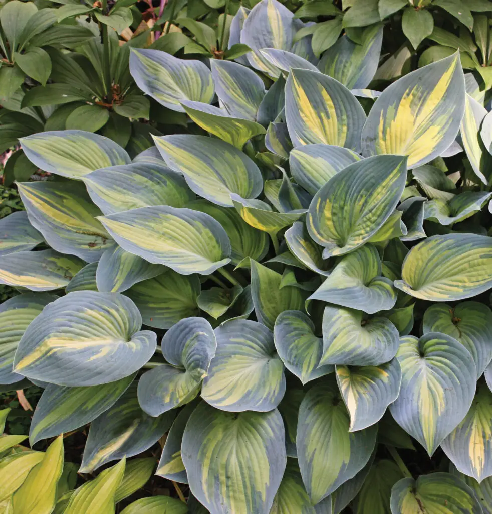 Blue & gold foliage of June Medium Hosta Plants for sale near me in Lebanon PA.