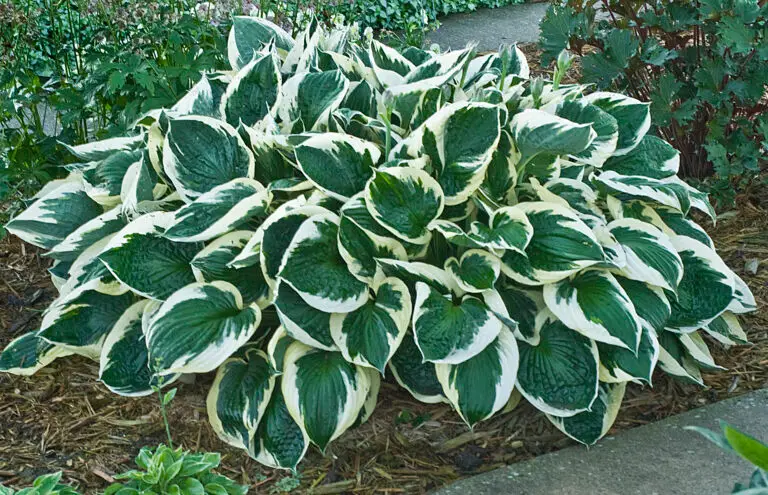 Minuteman Medium Hosta