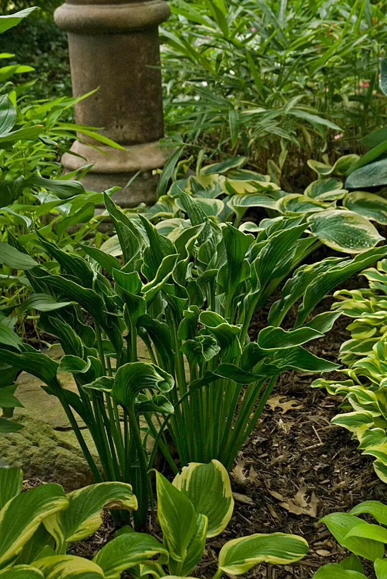 Praying Hands Medium Hosta