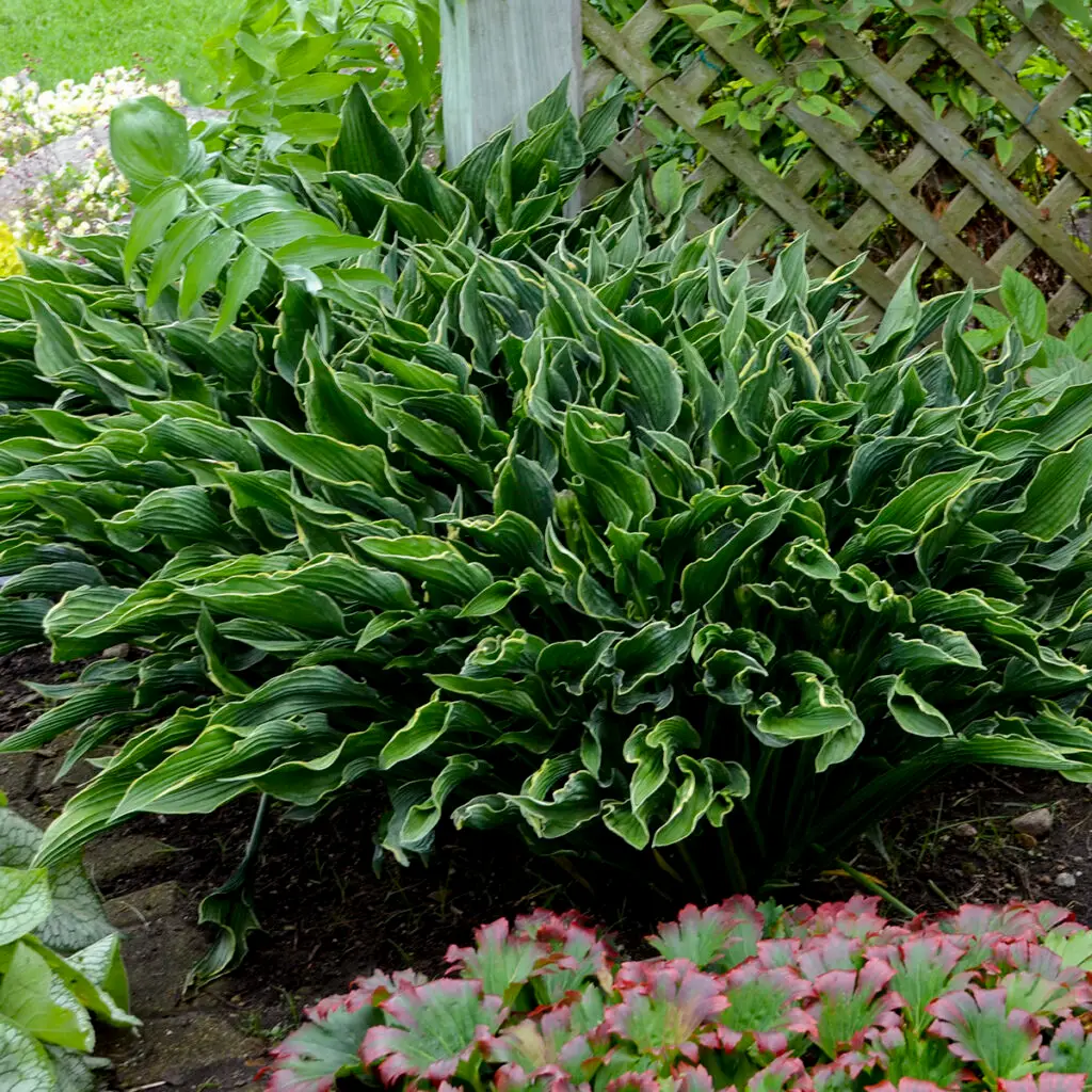 Unique green foliage of Praying Hands Medium Hosta Plants for sale near me in Lebanon PA.