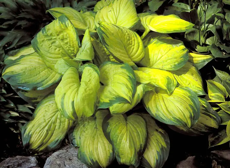 Stained Glass Medium Hosta