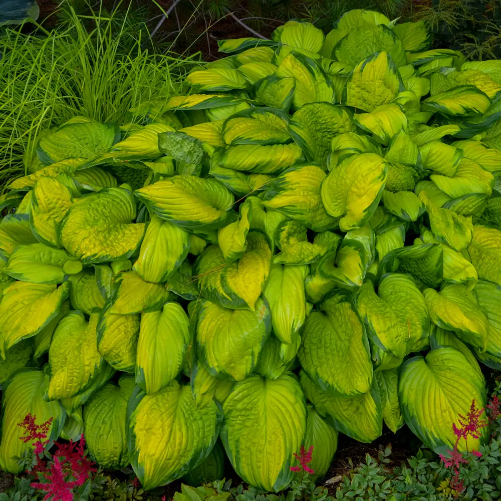 Gold and green foliage of Stained Glass Medium Hosta Plants for sale near me in Lebanon PA.