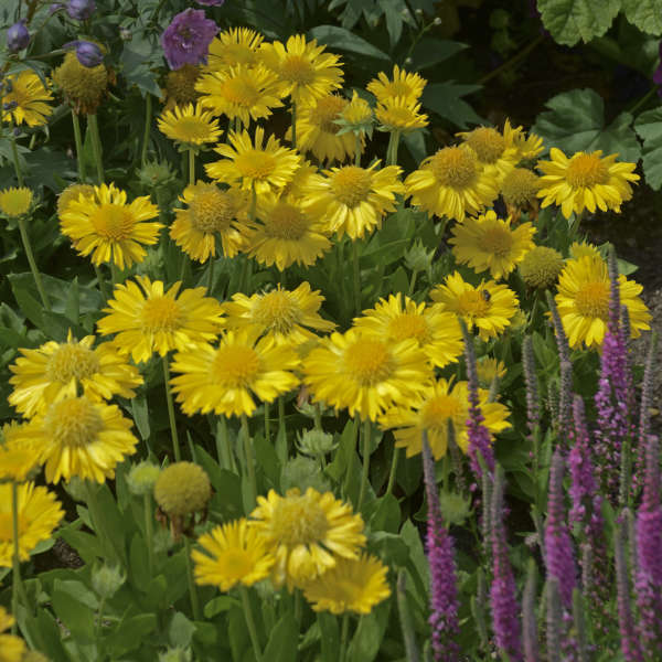 Mesa Yellow Gaillardia Plant