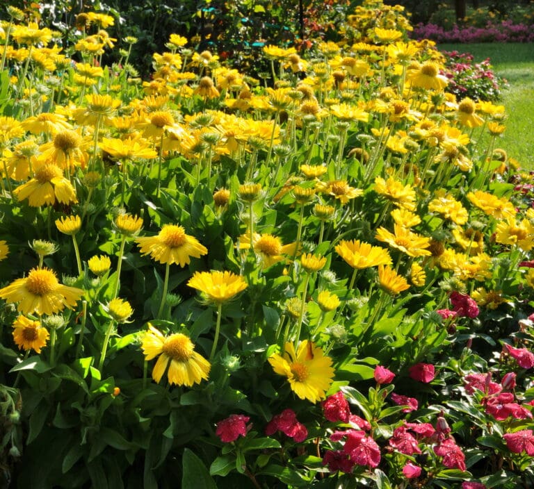Mesa Yellow Gaillardia Plant