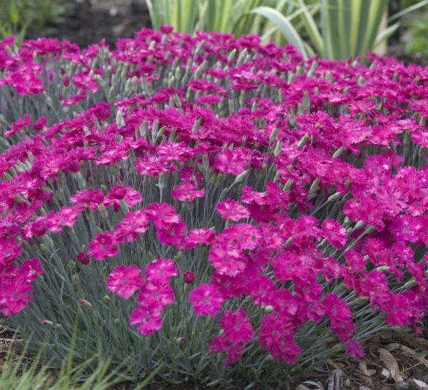 Neon Fuchsia flowers of Neon Star Dianthus Plants for sale near me in Lebanon PA.