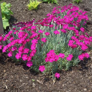 Neon Star Dianthus