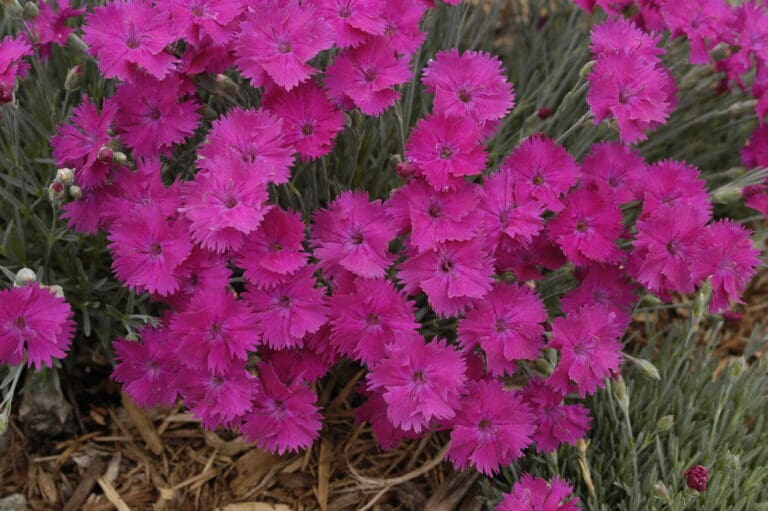 Neon Star Dianthus