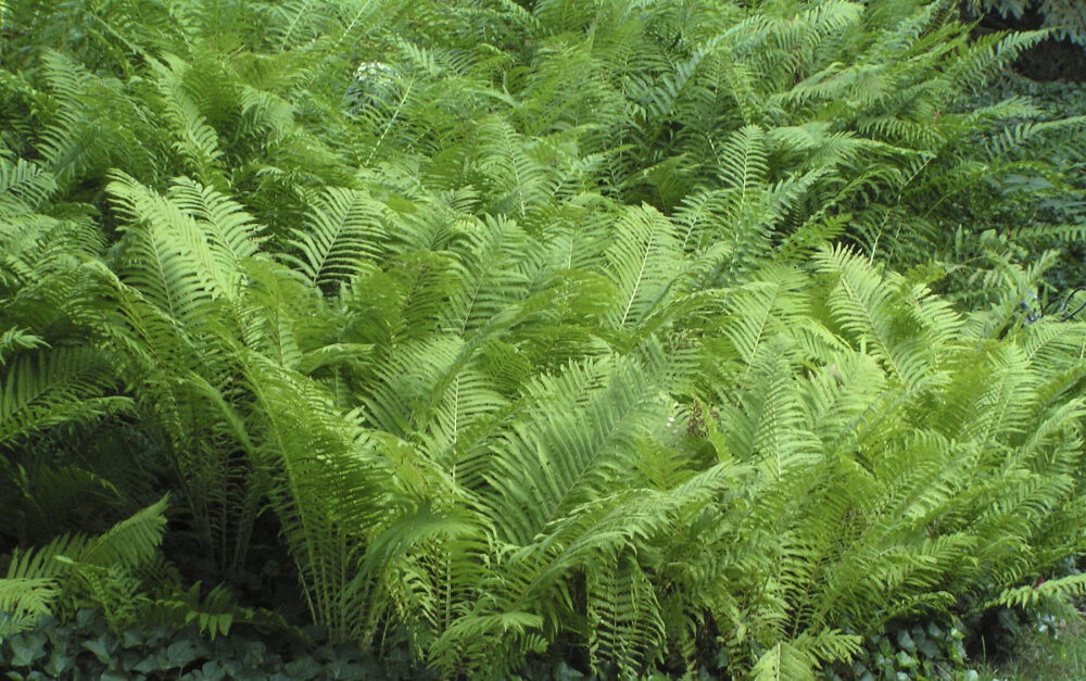 Upright Green foliage of Ostrich Fern Plants for sale near me in Lebanon PA.