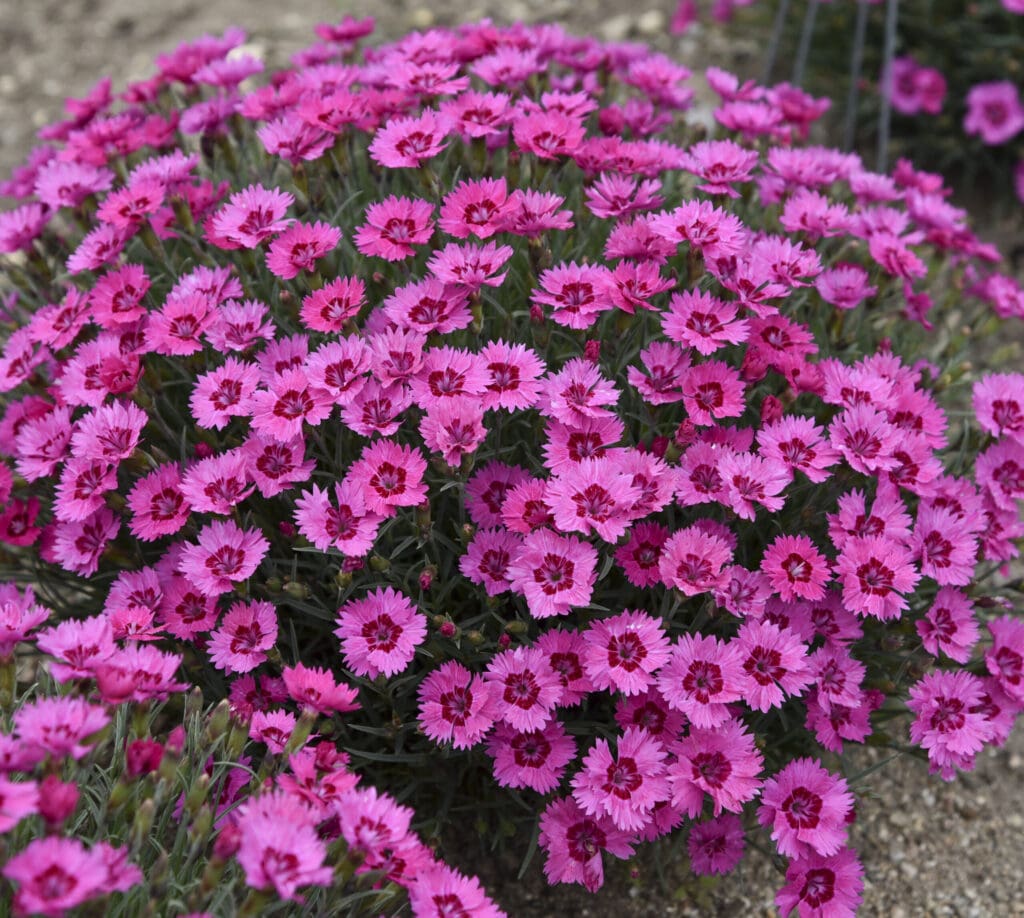 Hot pink flowers of Paint the Town Fancy Dianthus Plants for sale near me in Lebanon PA.