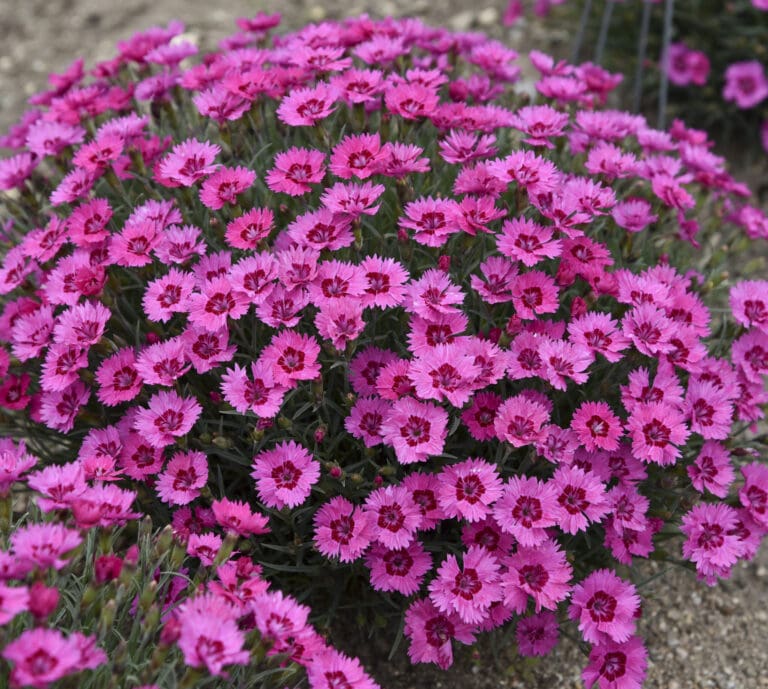 Paint The Town Fancy Dianthus