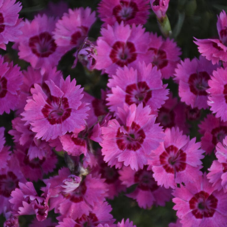 Paint The Town Fancy Dianthus