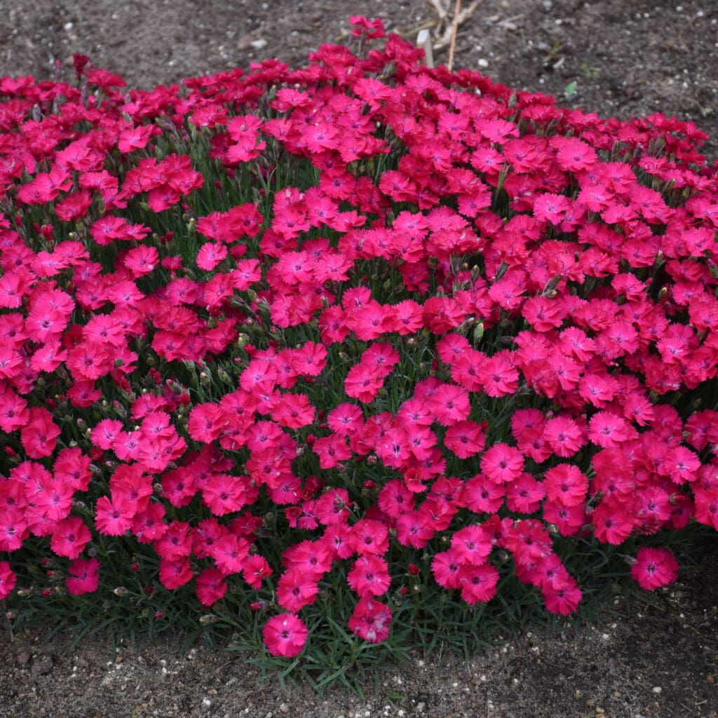 Bright red flowers of Paint the Town Red Dianthus Plants for sale near me in Lebanon PA.