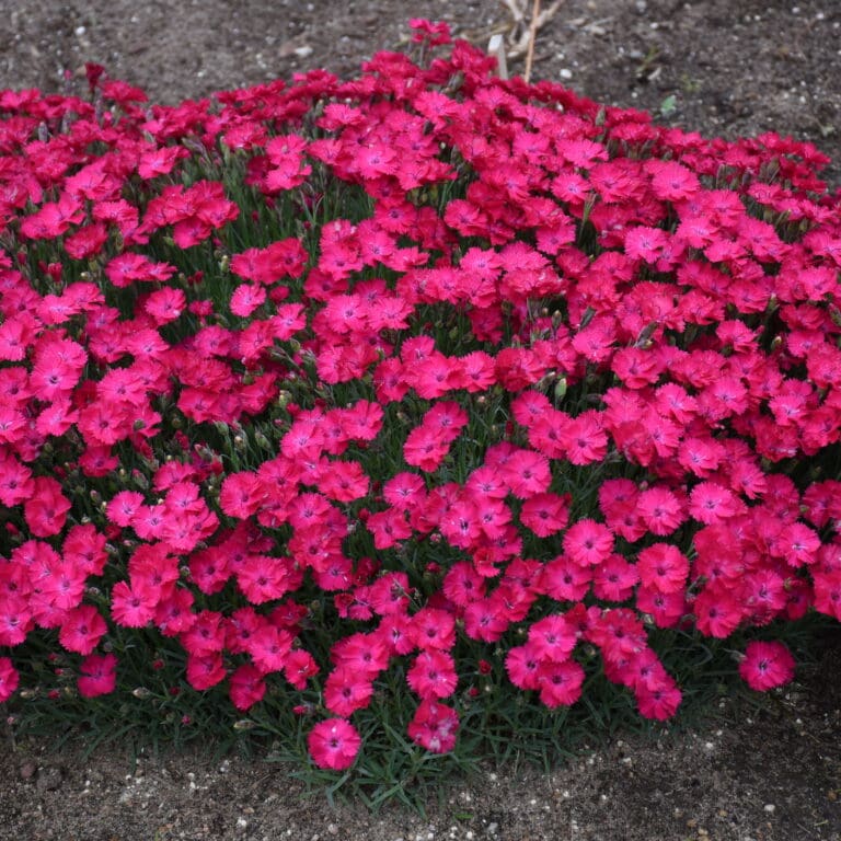 Paint the Town Red Dianthus