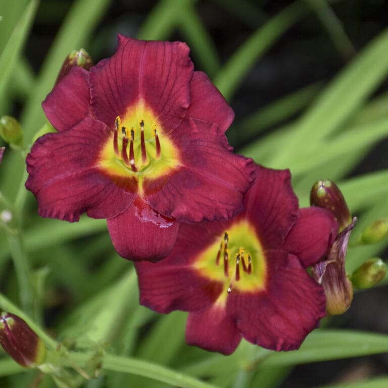 Pardon Me Daylily