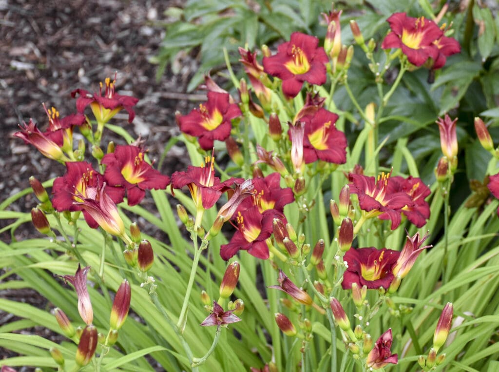 Red flowers of Pardon Me Daylily Plants for sale near me in Lebanon PA.