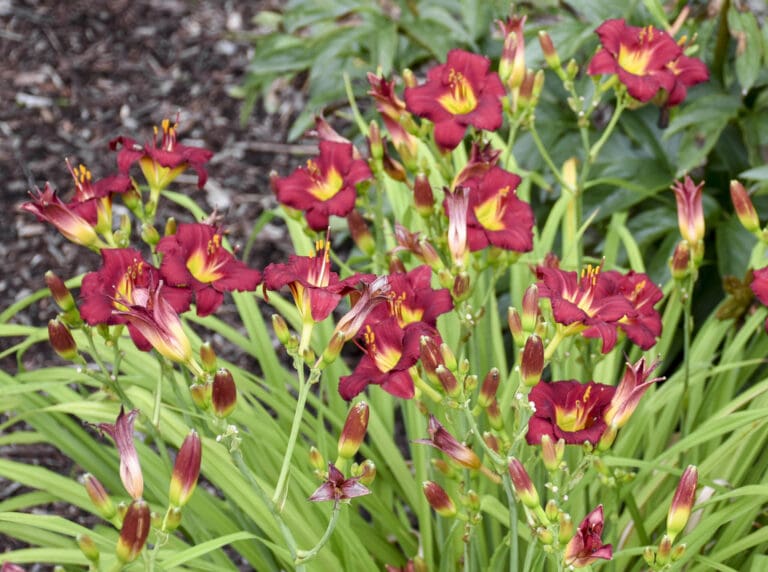 Pardon Me Daylily